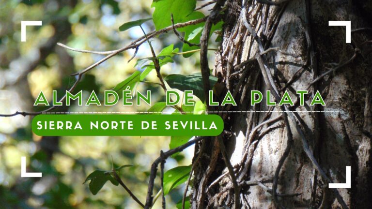 ALMADÉN DE LA PLATA (SIERRA NORTE DE SEVILLA)